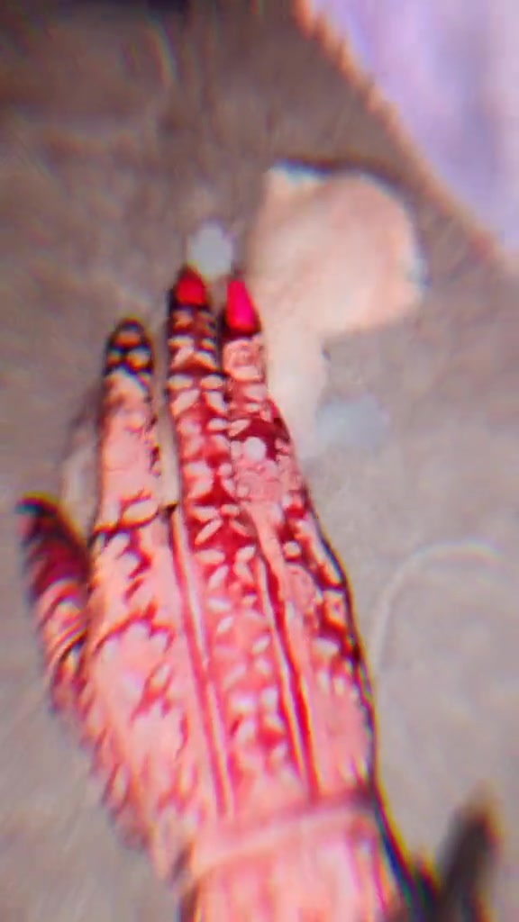 @𝓑𝓸𝓶𝓫𝓪𝔁𝓽𝓲𝓬 𝓱𝓲𝓫𝓾