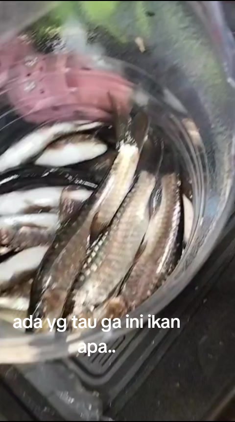 @tokorajamurahku