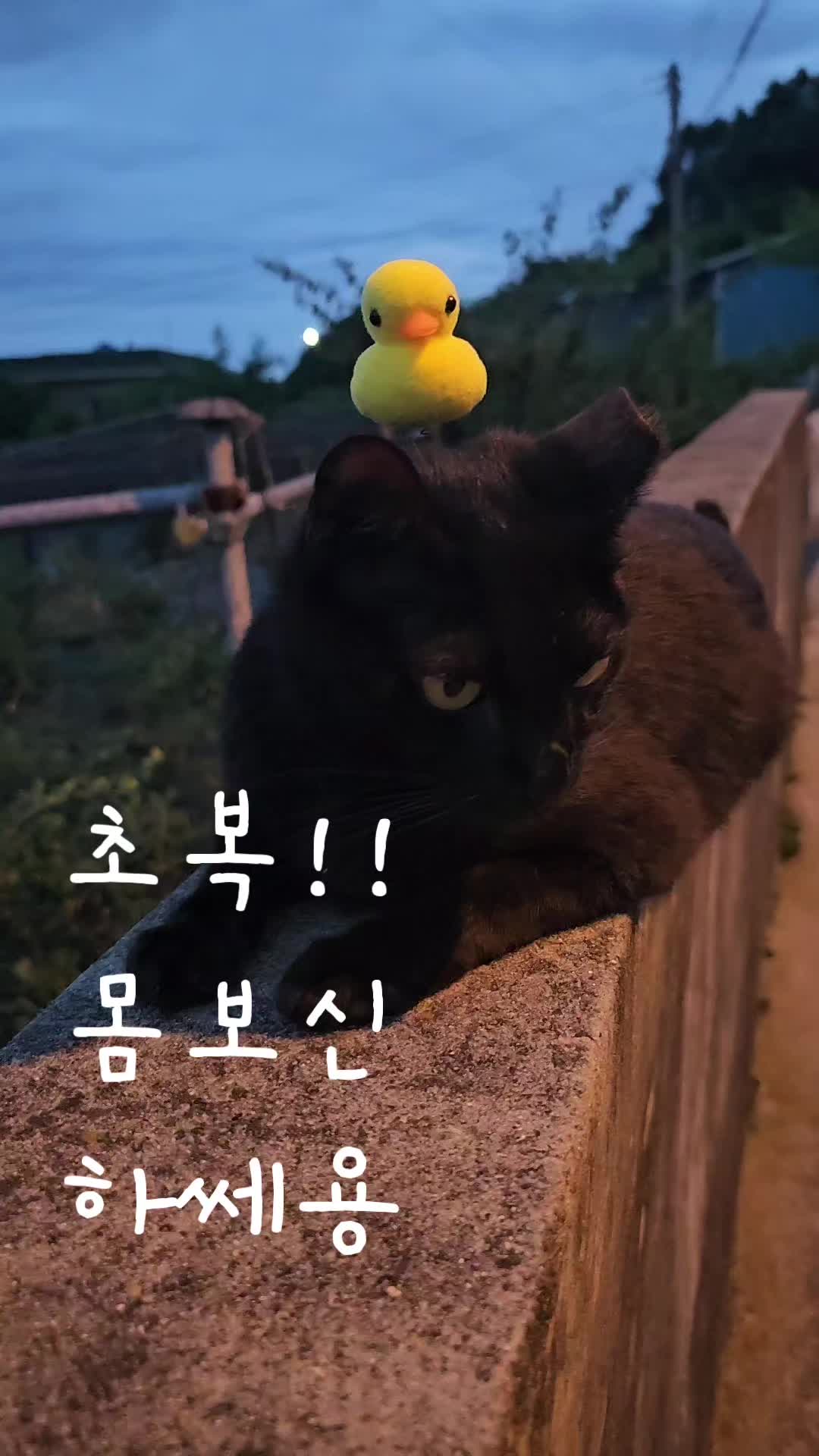 @검은고양이 터보