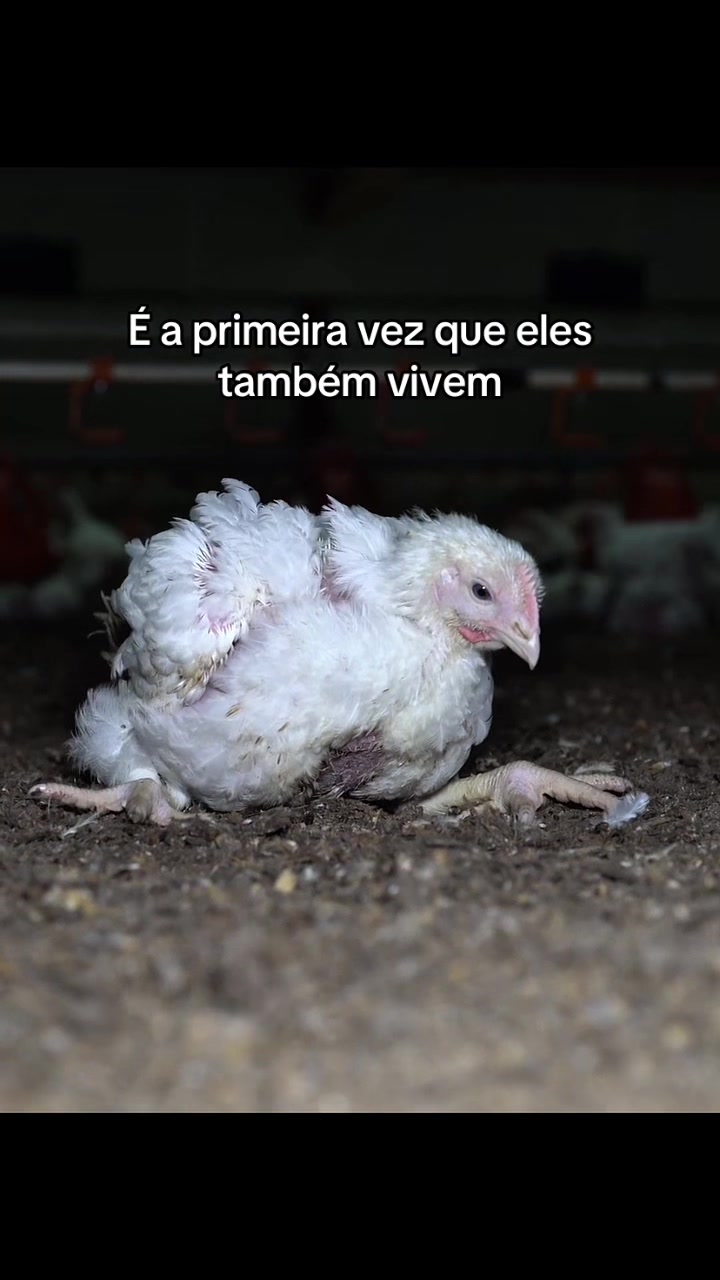 @Carne &eacute; cruel
