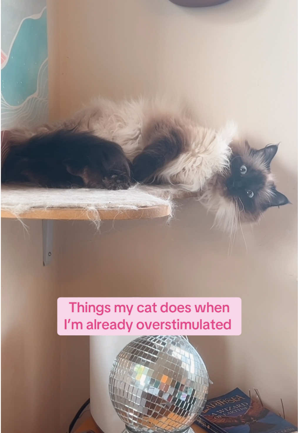 @My Cat Is People 🇨🇦