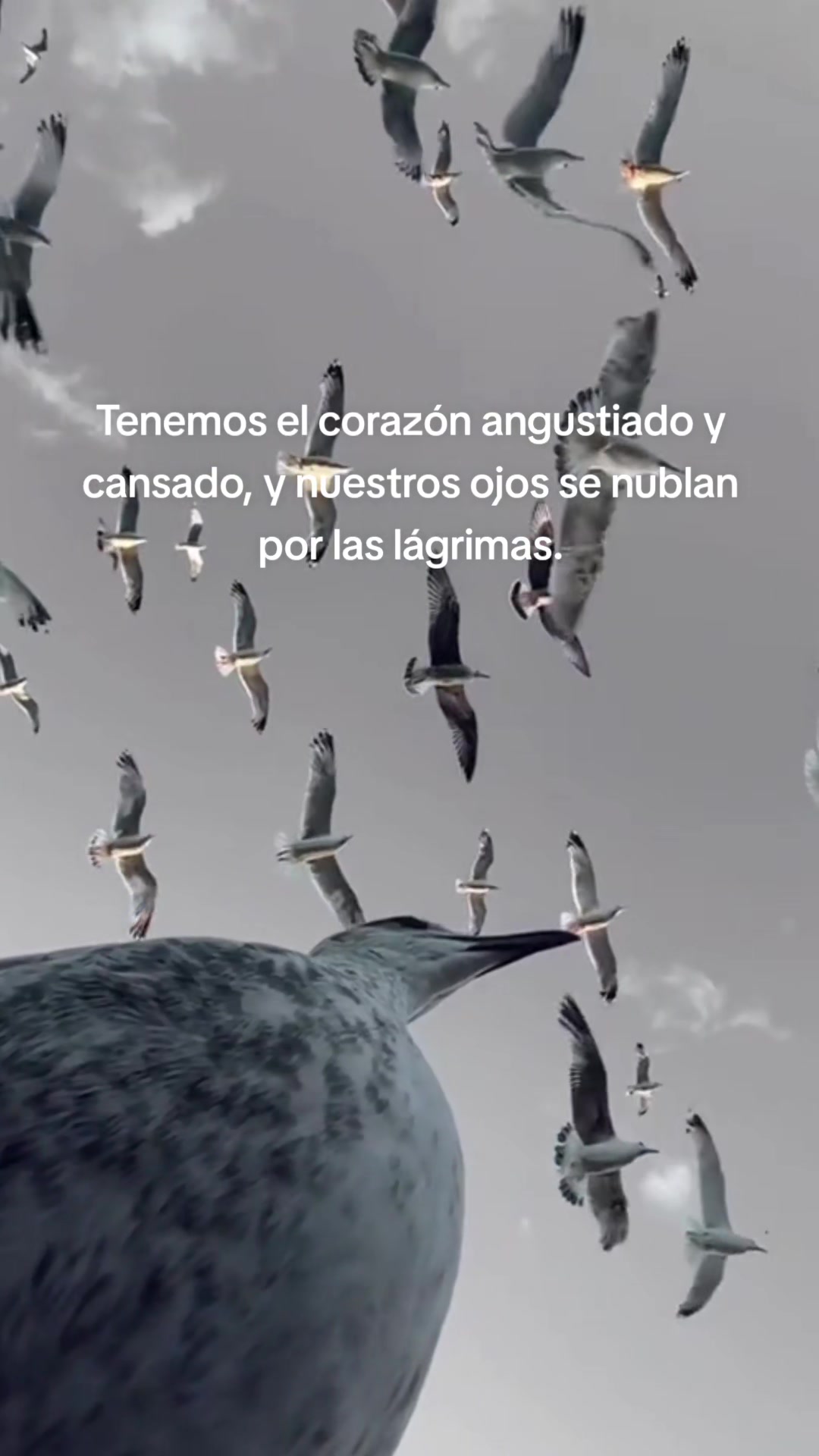 @Elfego Lopez