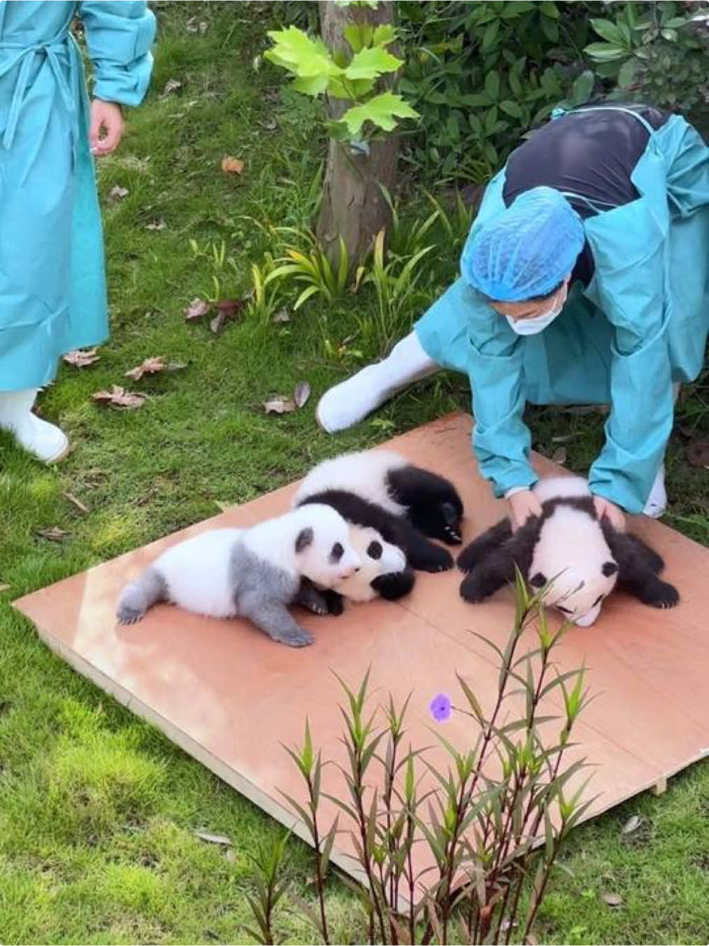@熊猫妹珠🐼