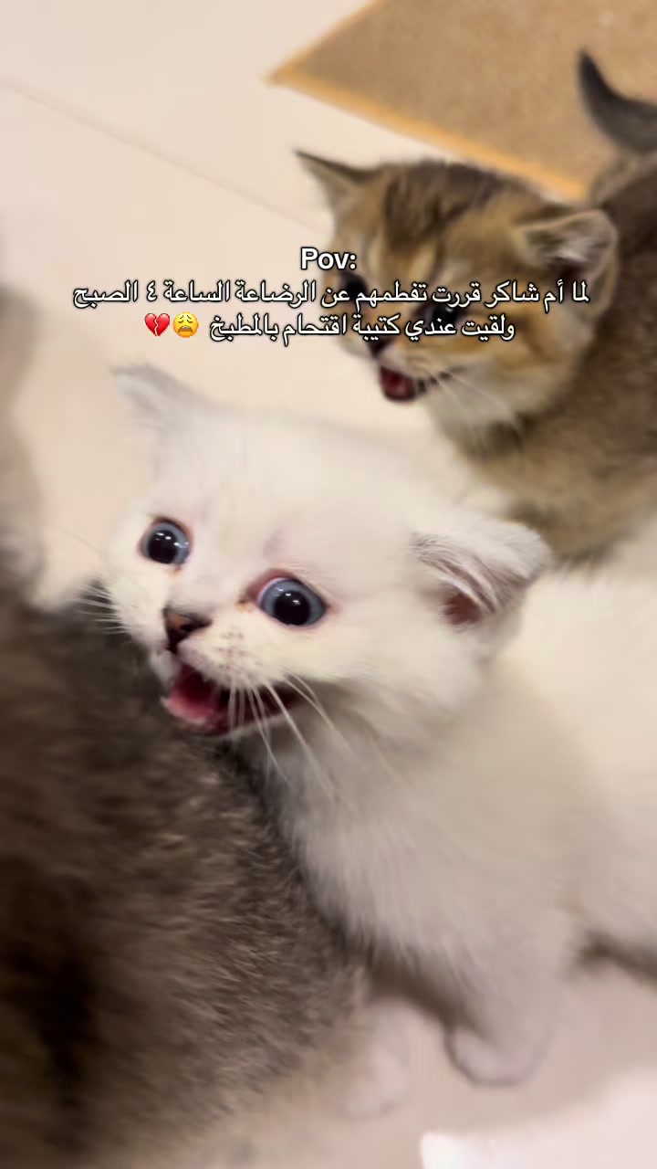 @الديموزيل ✨