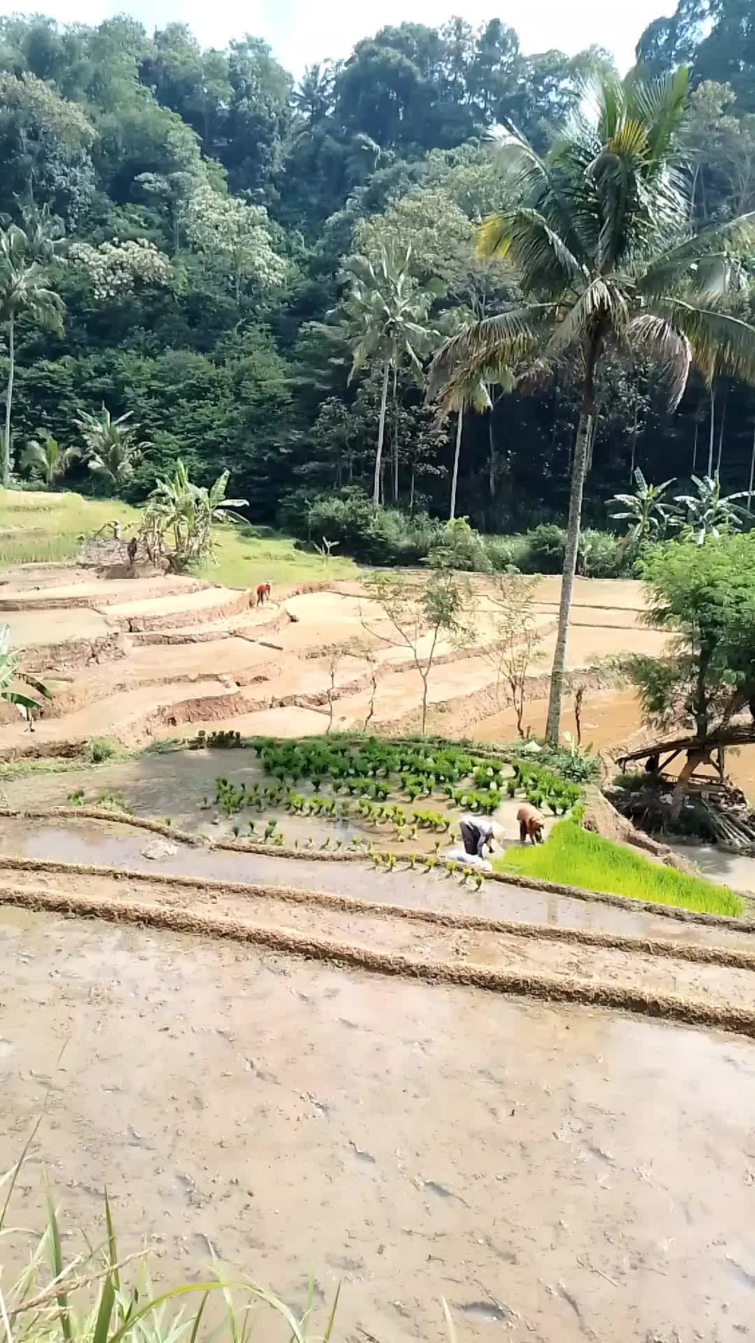 @Risa Sansan