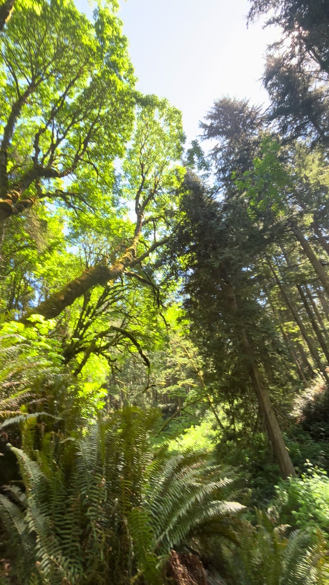 @🍃TBDISH🍃 🇨🇦