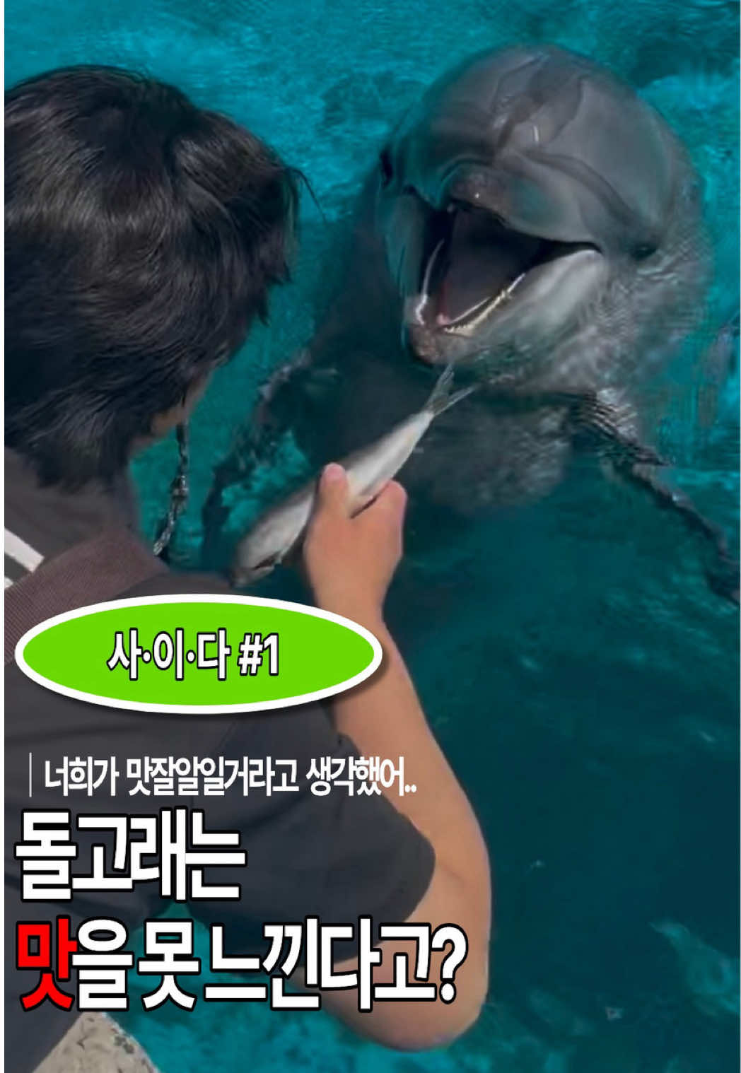 @DolphinTok