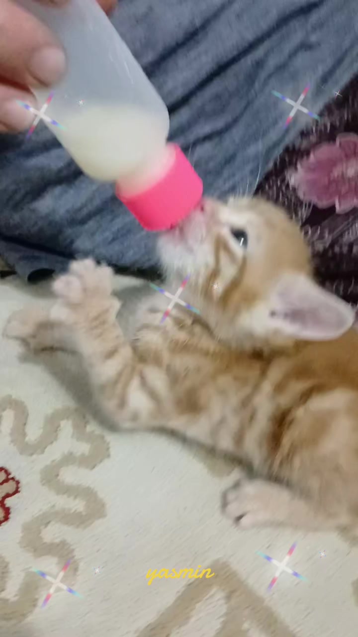 @asii