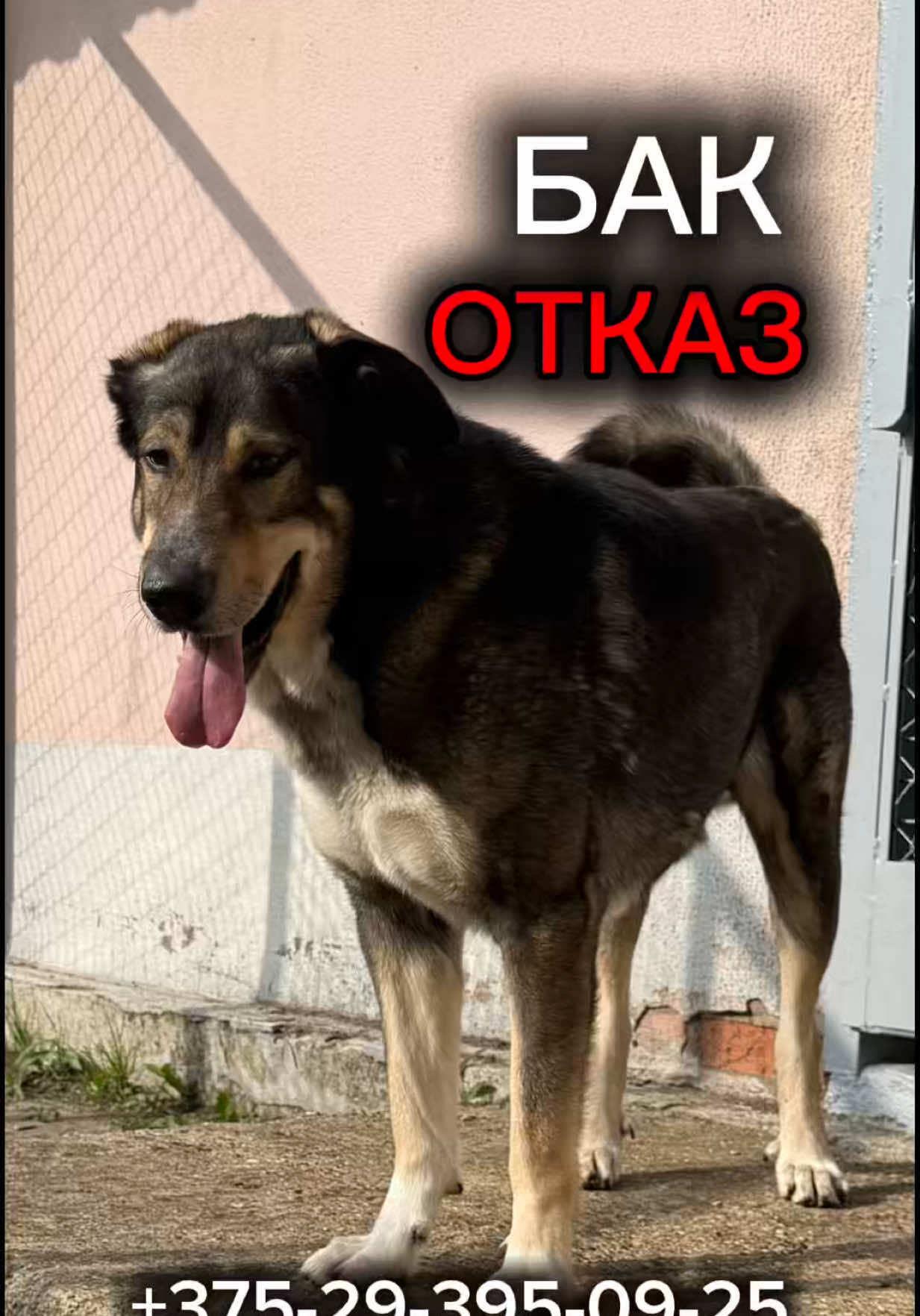 @help_animals_belarus