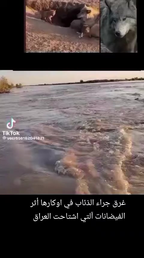 @غازي الديج