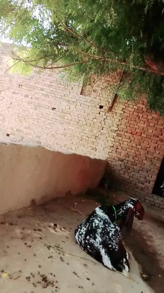 @03079317063