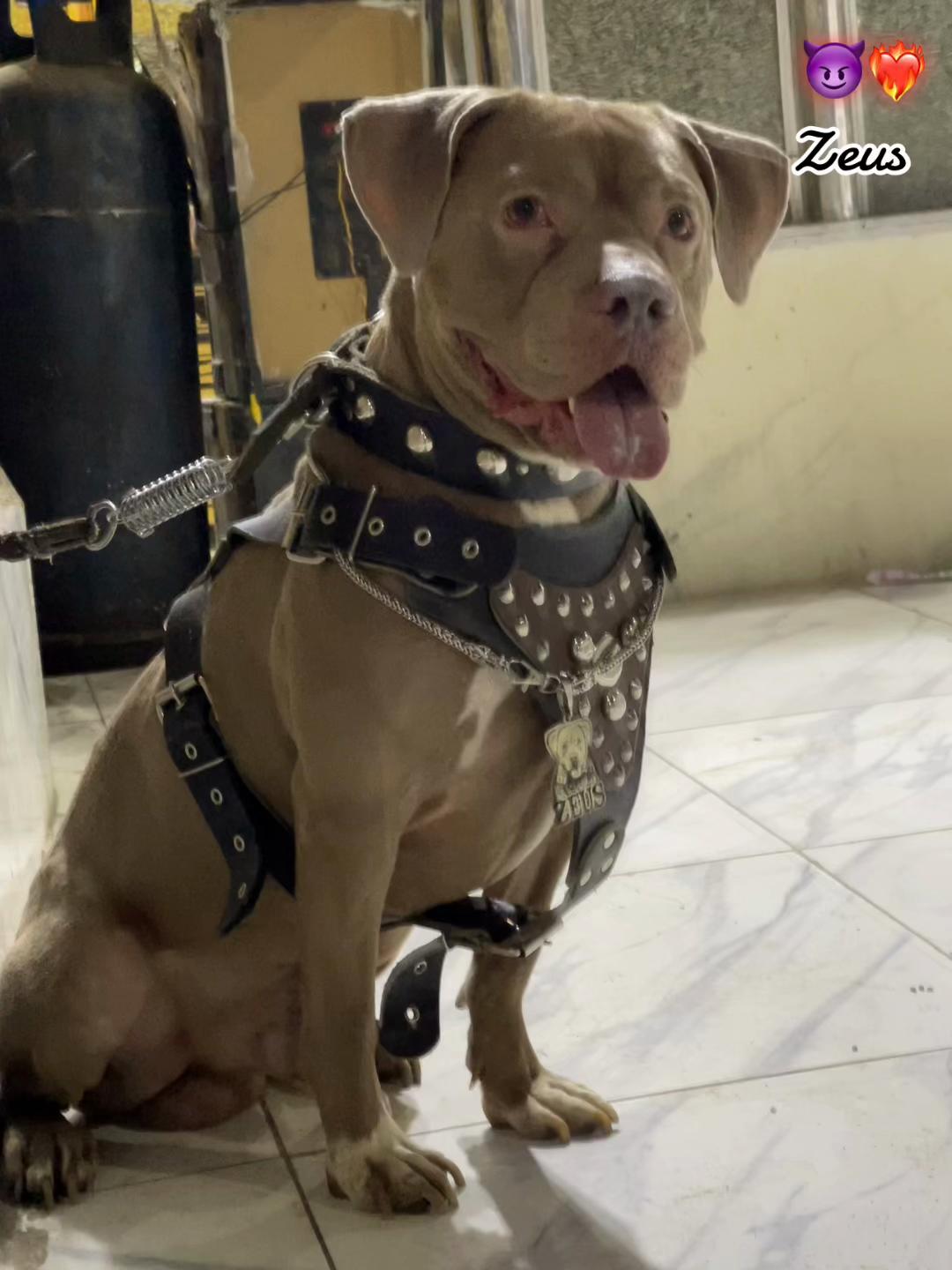 @zeus❤️🔥😈