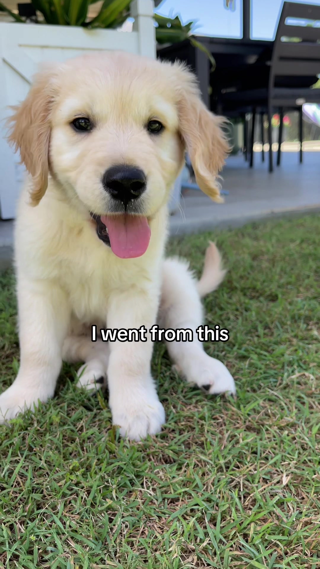 @lunas_golden_life