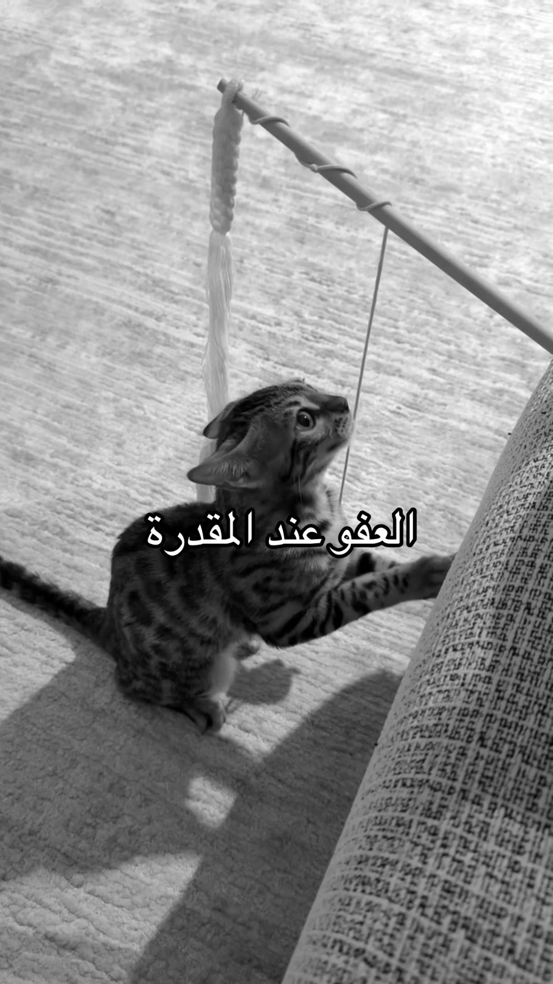 @﮼بن،حميدان • 🇦🇪 𝕋𝔻