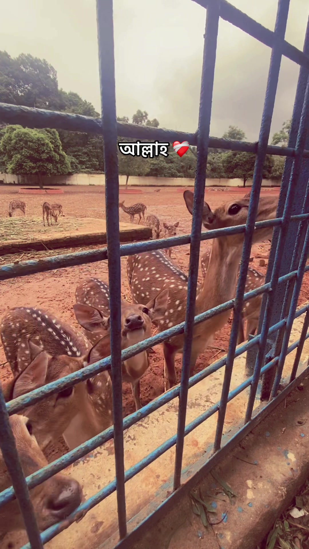 @🇧🇩 🇳 🇷 🇲🇾