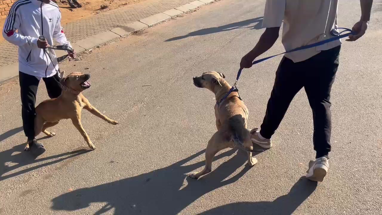 @game dogs apbt