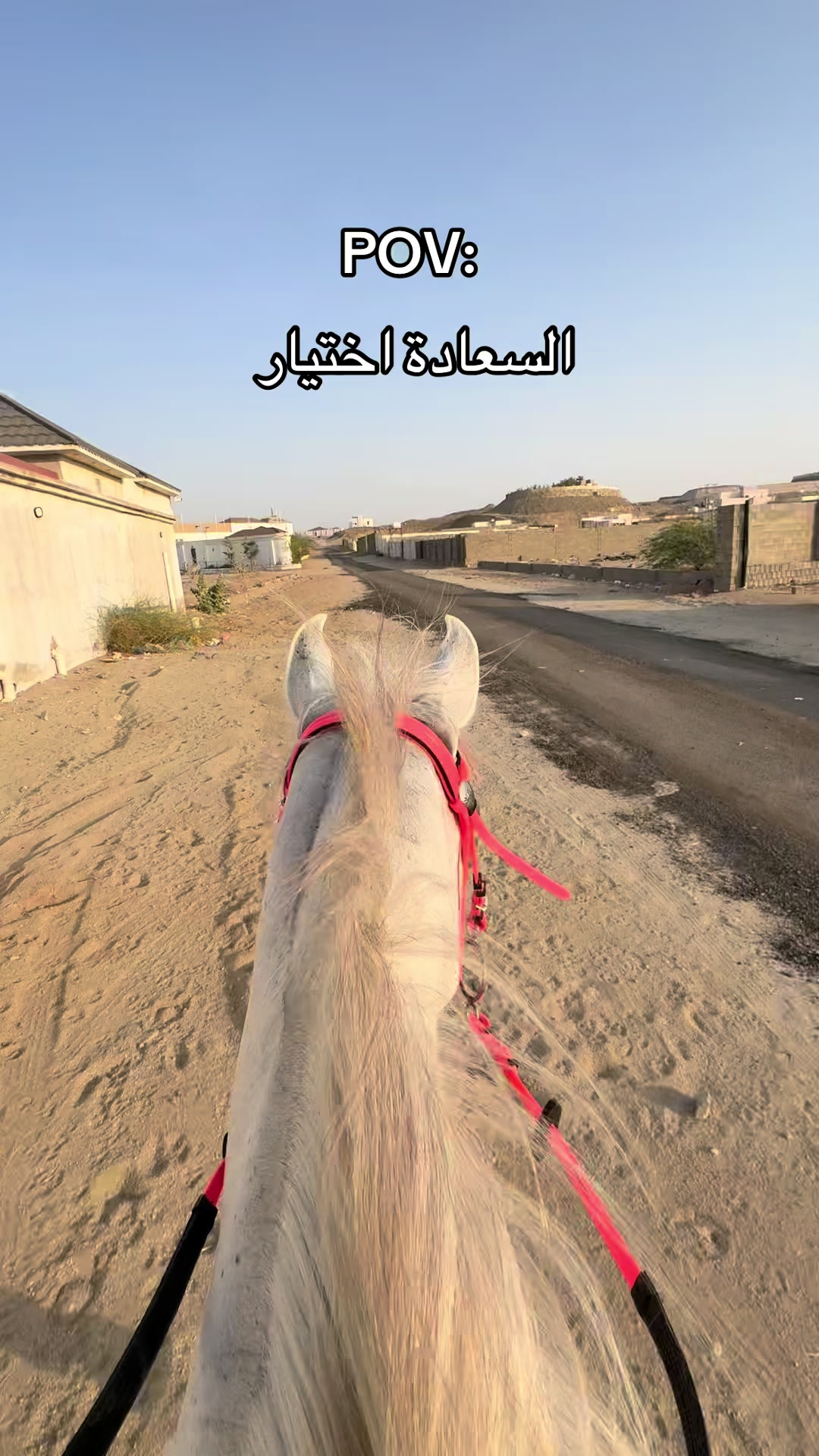 @Top.horses