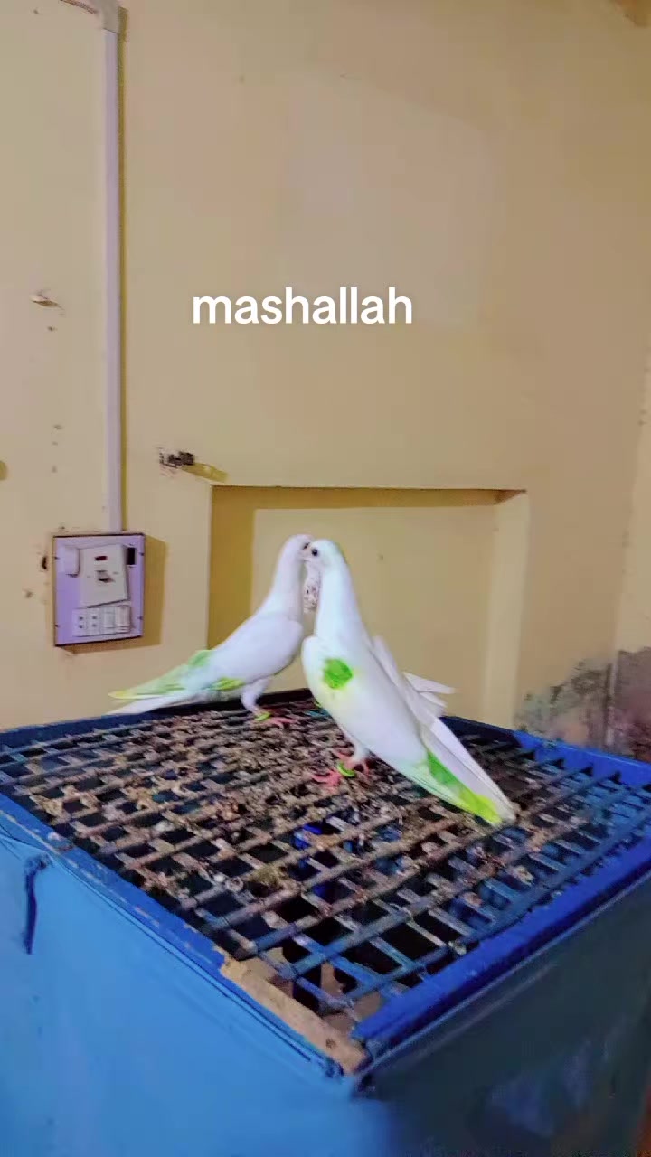 @Ch Arslan