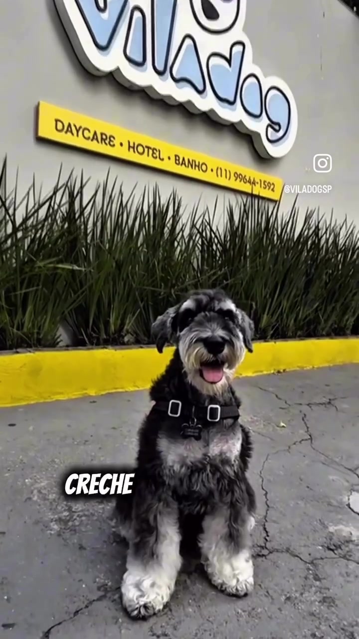 @Vila Dog | Daycare | Hotel Pet