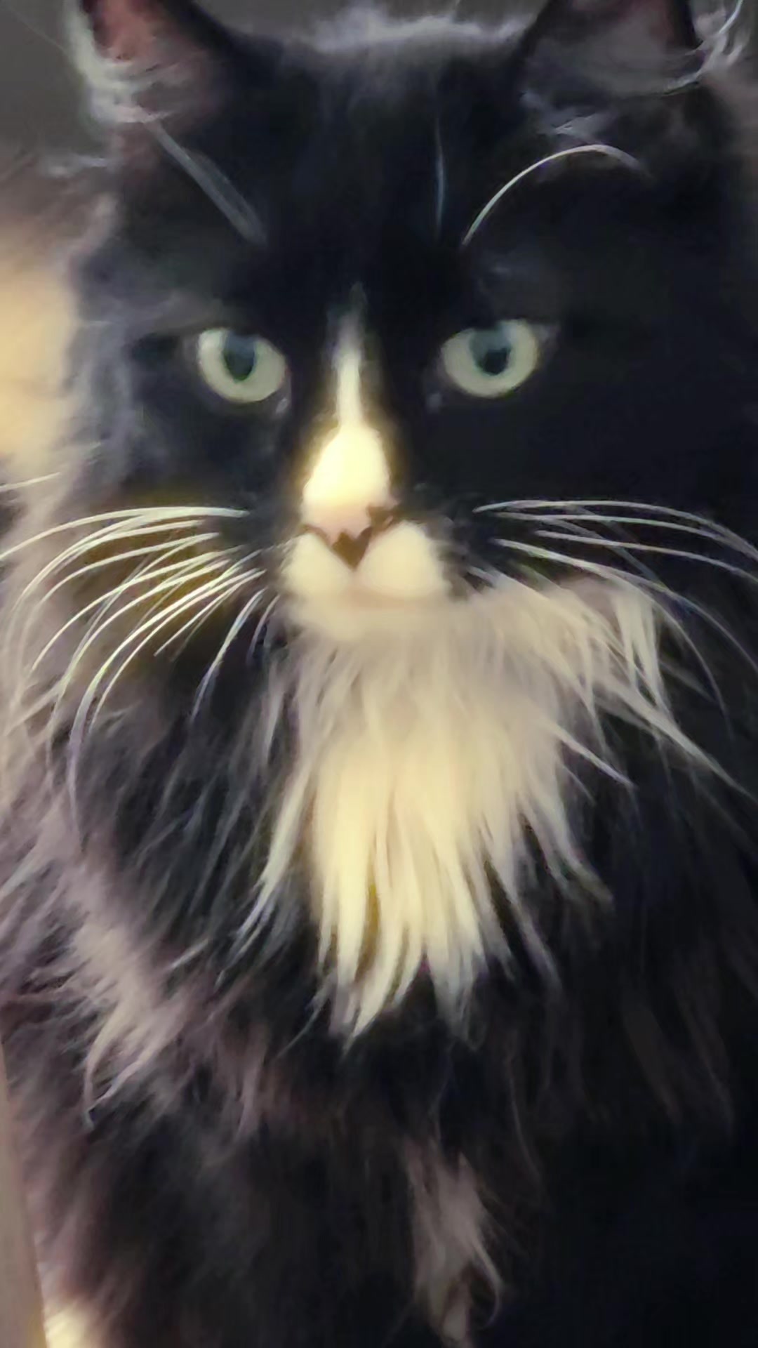 @AtticaTheTuxedoCat