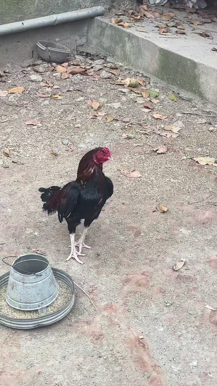 @👑✌️