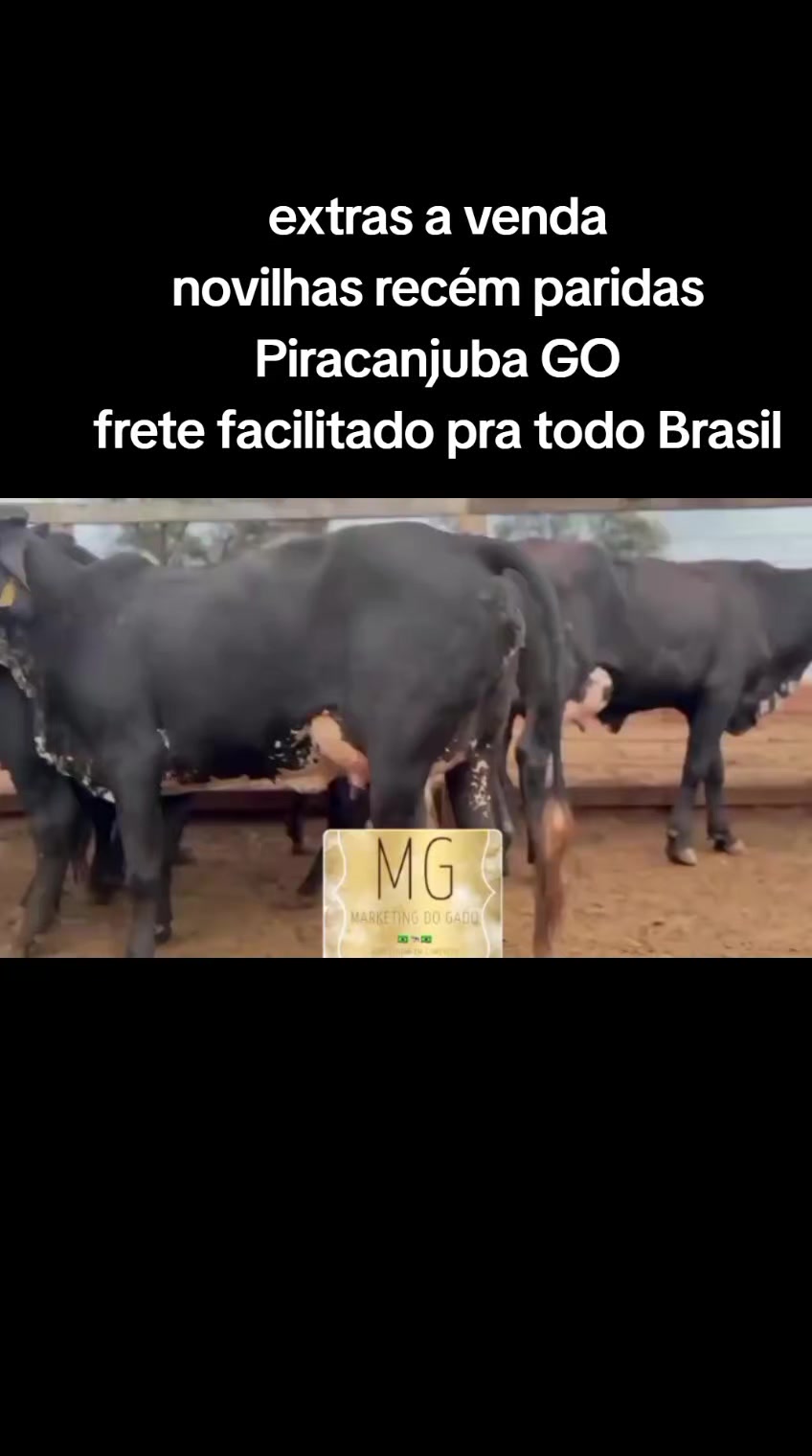 @marketing_do_gado