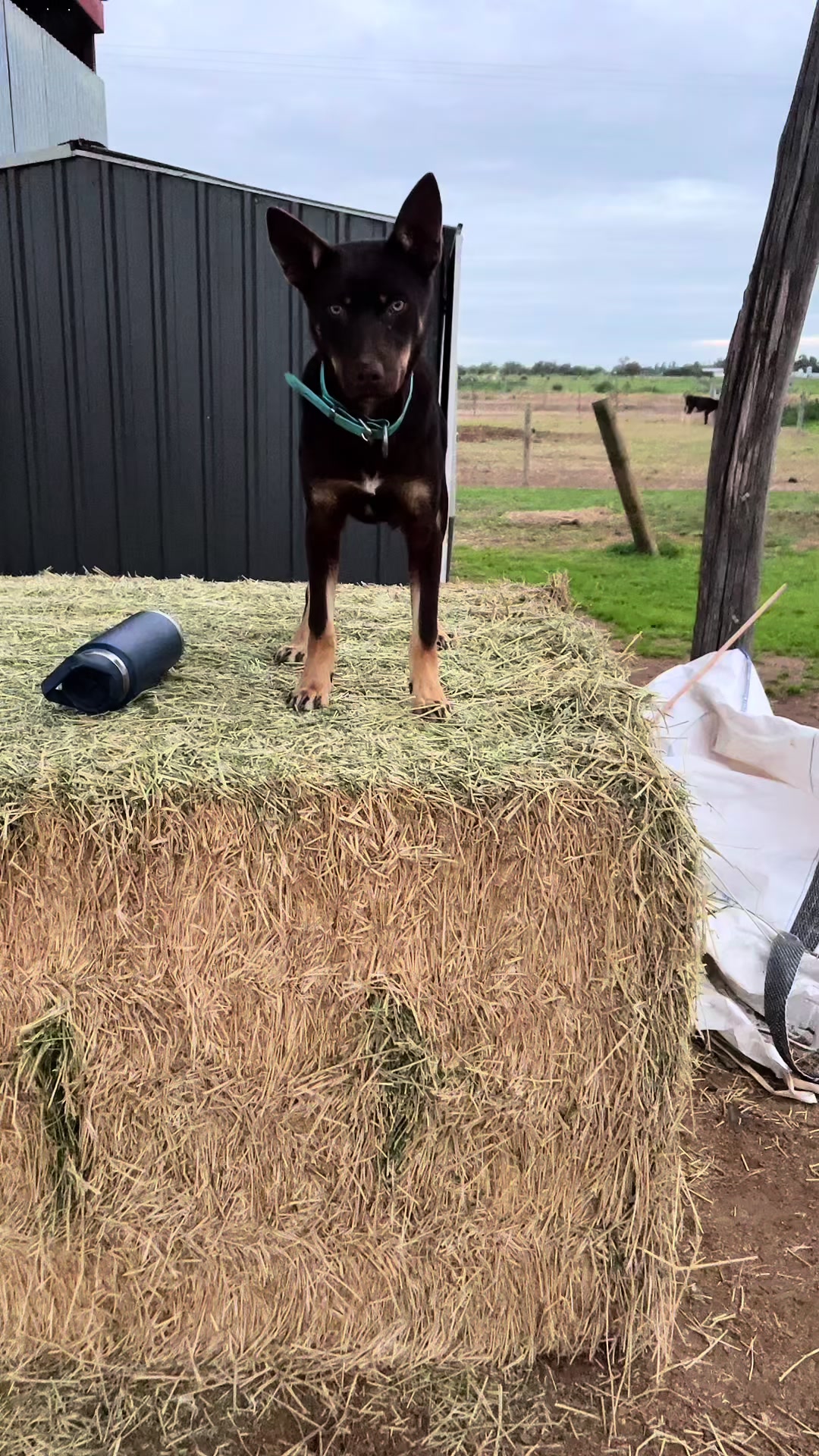 @SouthernDreamin Kelpie stud
