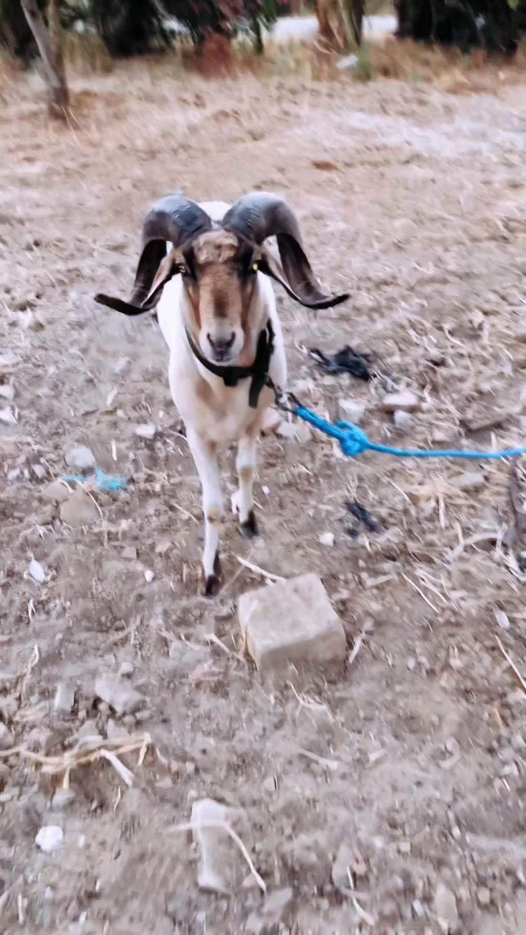 @سيف غرام زمان 🇹🇳
