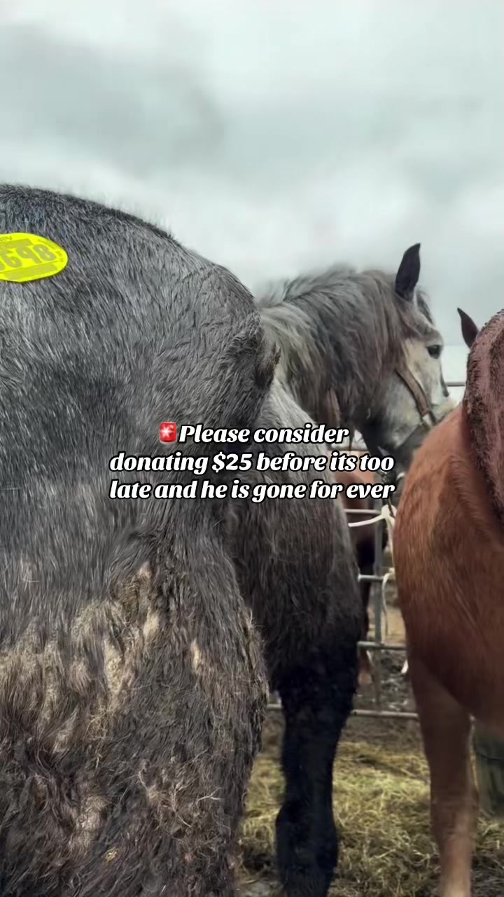 @maverickhorserescueorg
