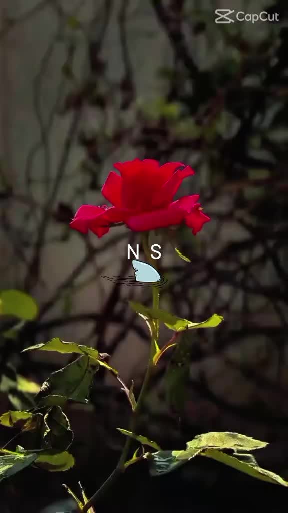 @Nazim ali 6161