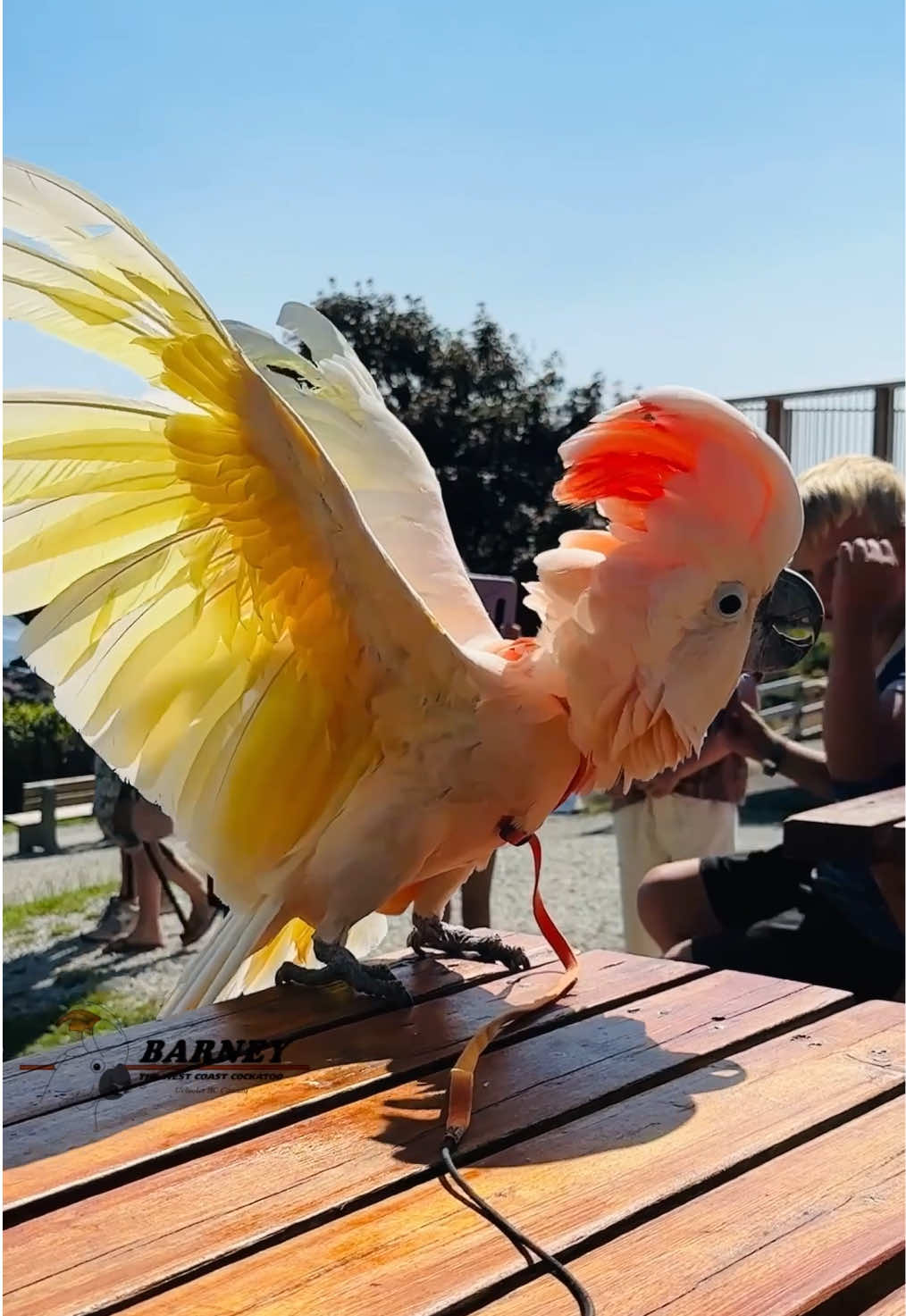 @Barney the West Coast Cockatoo