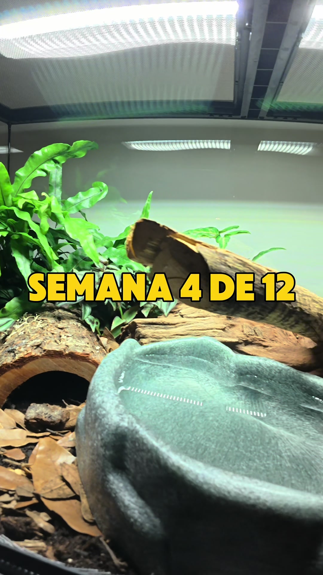 @Reptile Source