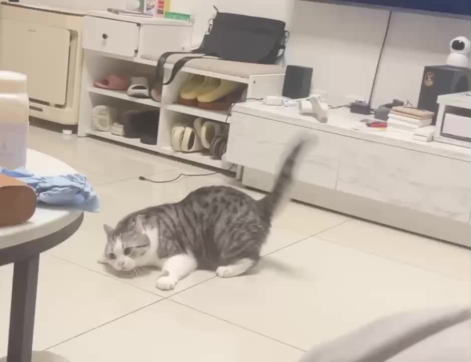 @migo是貓?