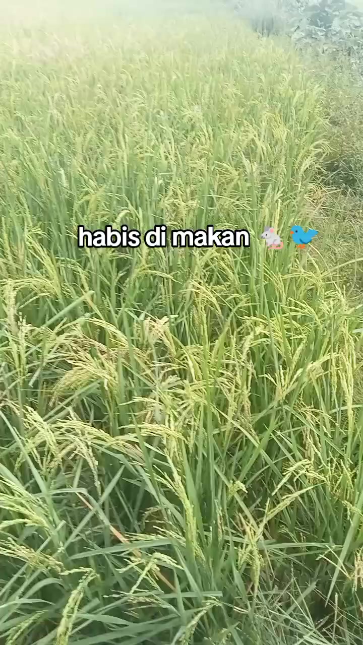 @1996☠️