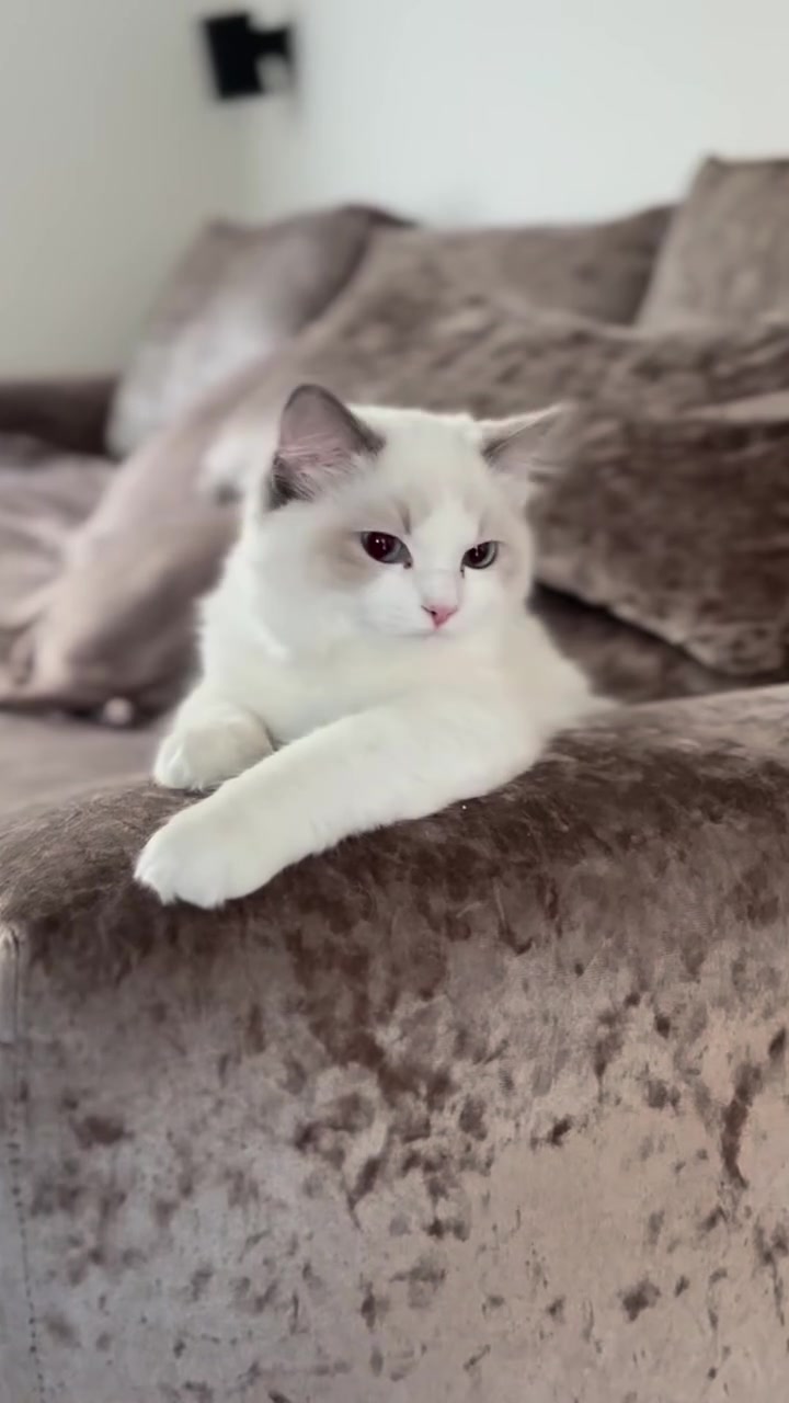 @I love ragdolls❤️