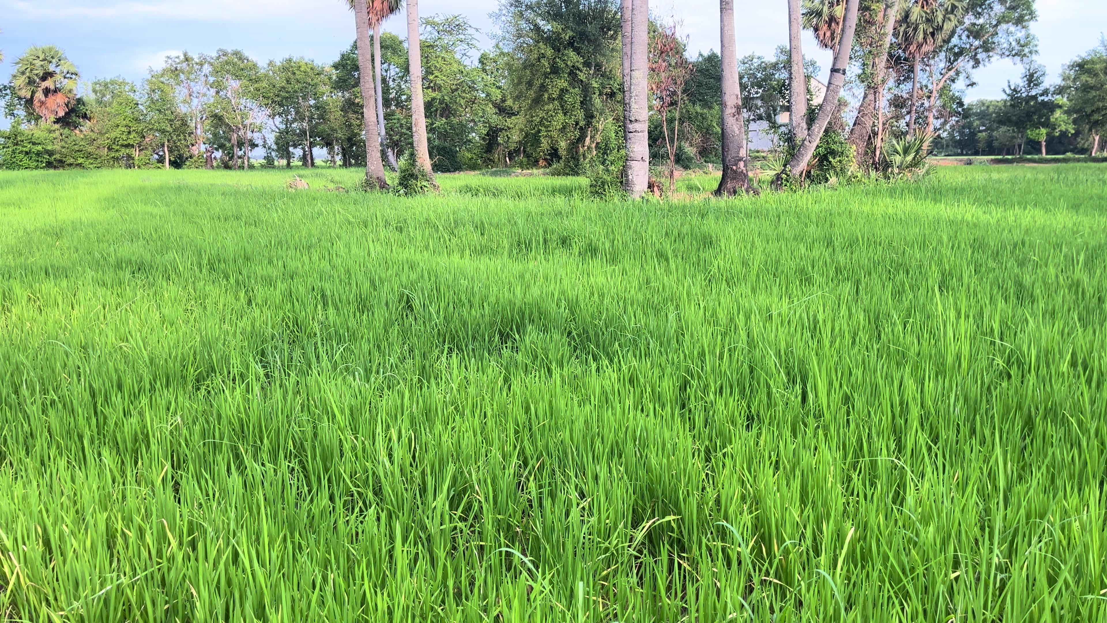 @Na k-វណ្ណៈ