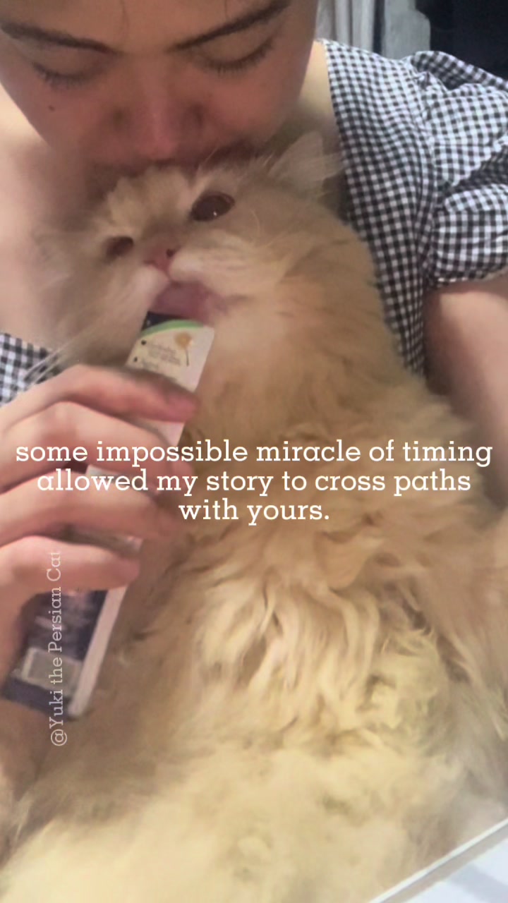 @Yuki the Persian Cat