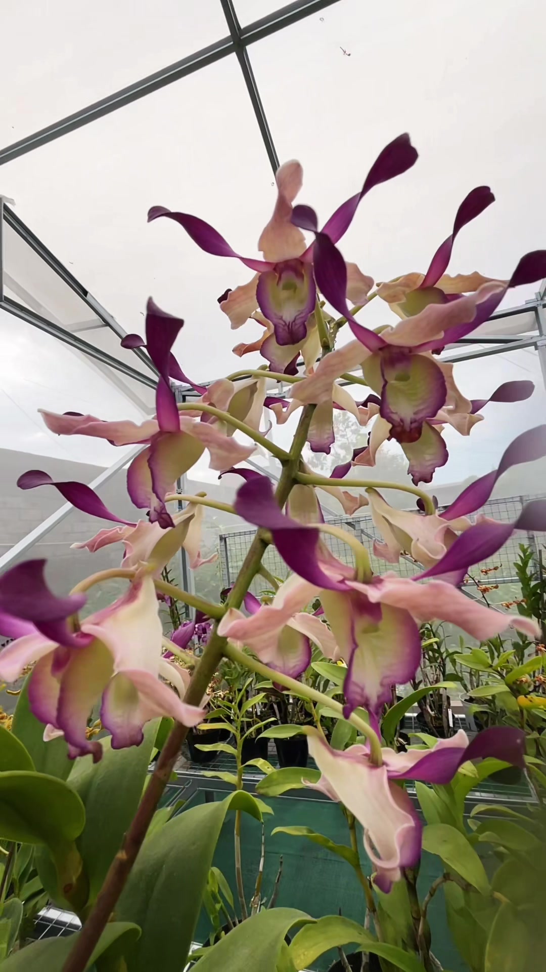 @Anggina Orchid
