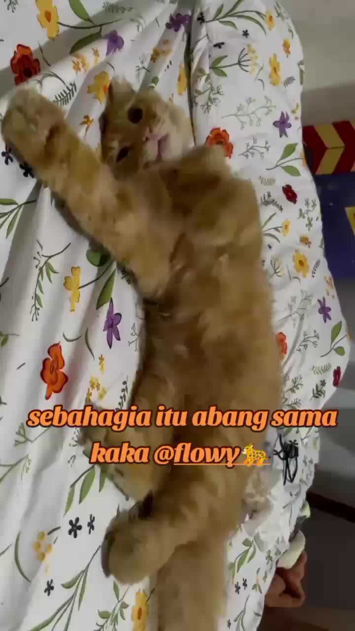@😺 0chil 😺