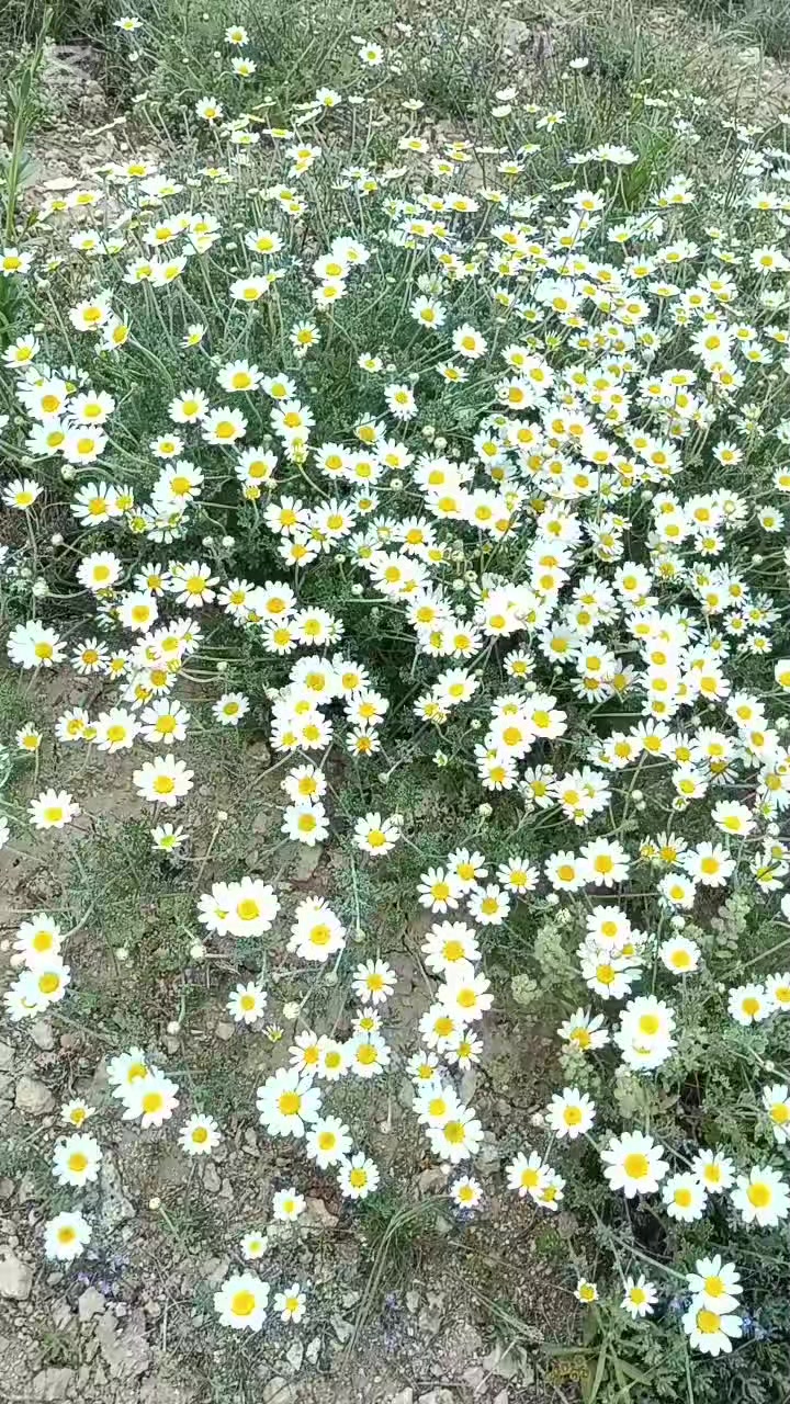 @Seni seviyorum Linda