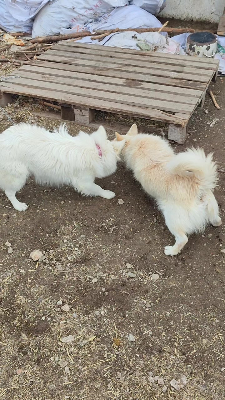 @Tevfik Erol