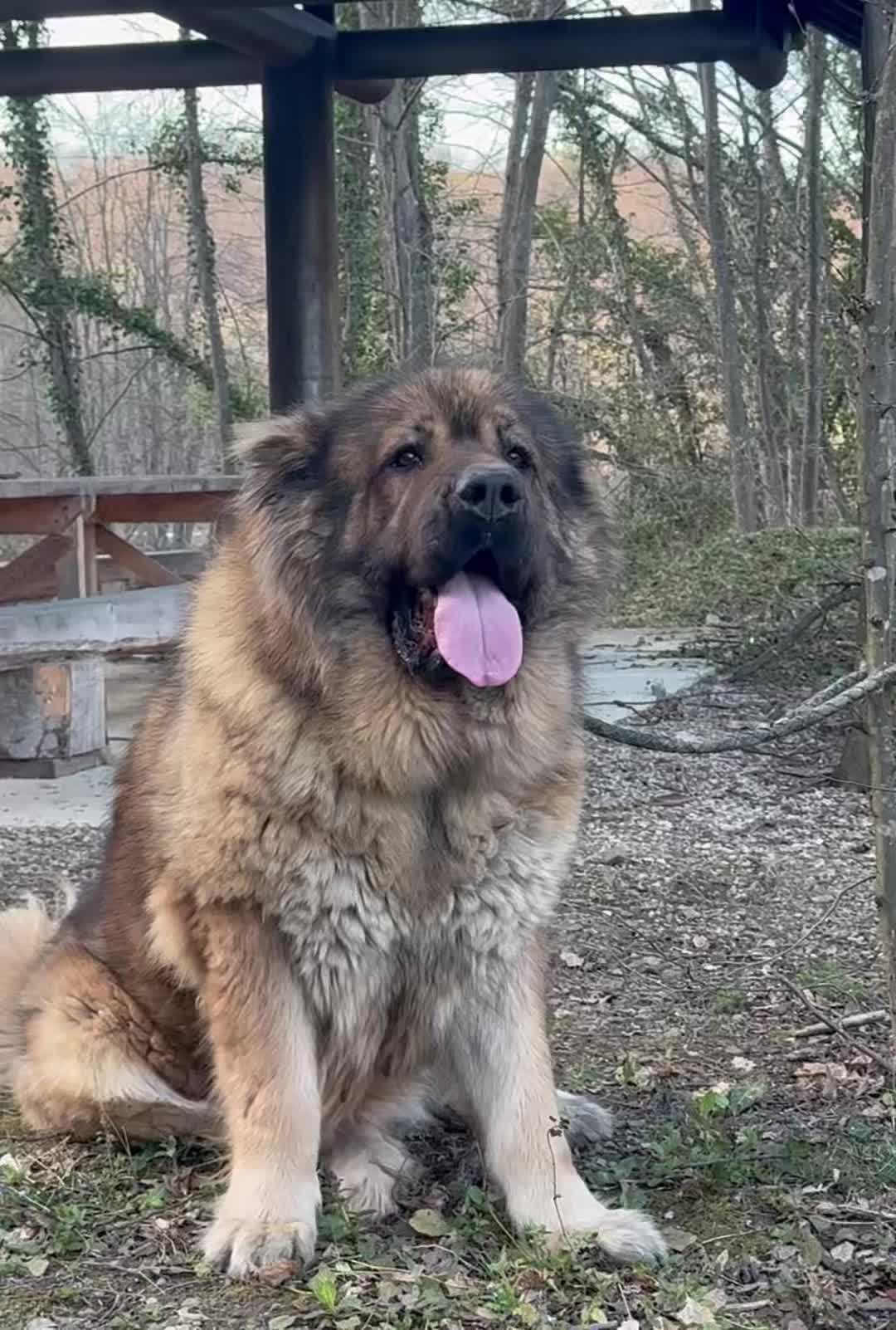 @Caucasian Shepheard Dogs