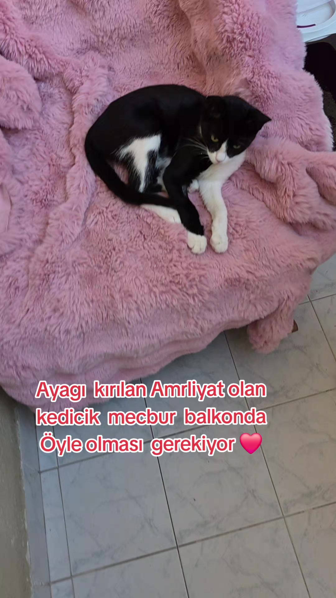 @❤️🐾Patilerin 🐾 dostu 🐾❤️