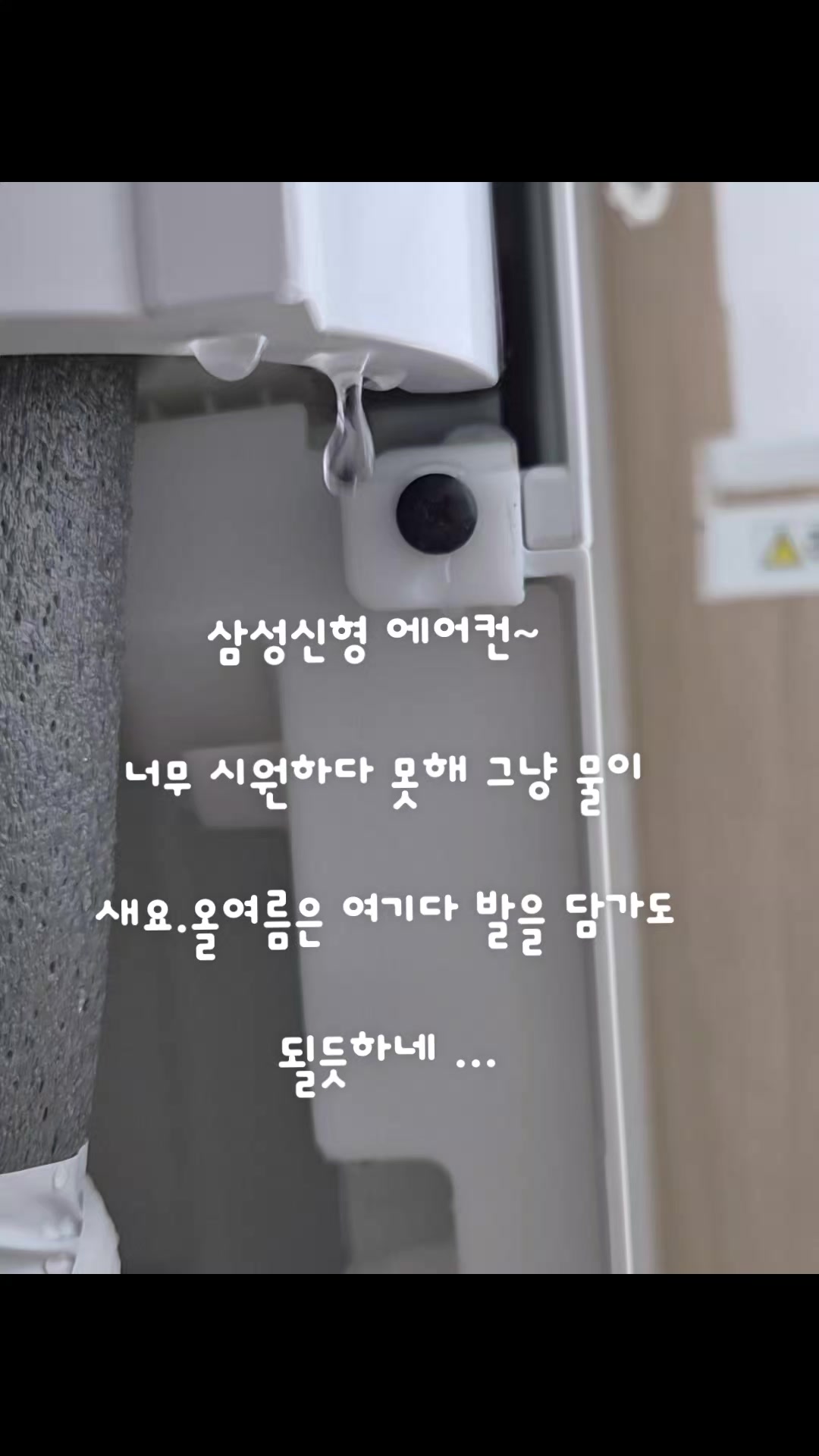 @몽이쒸네~푸들