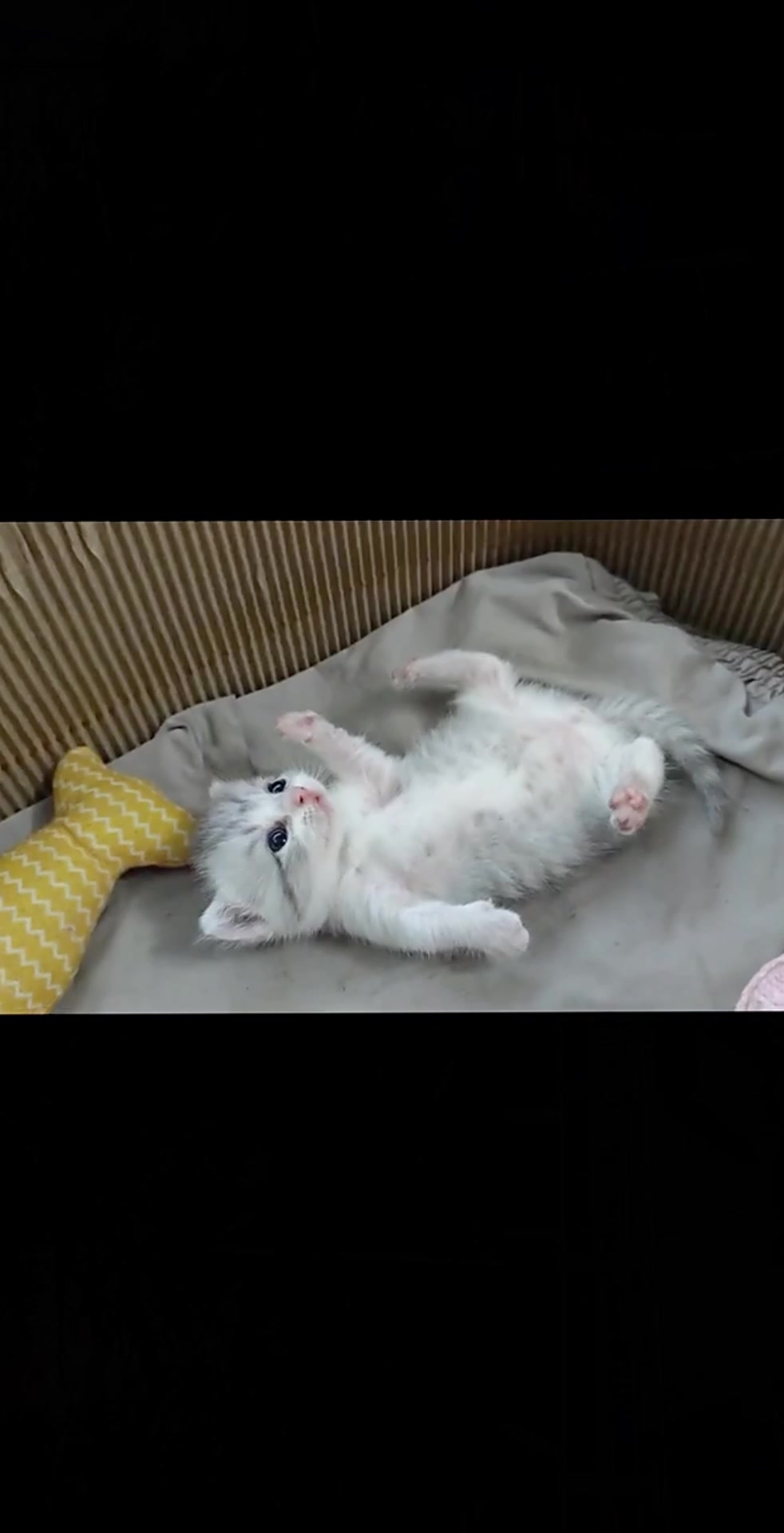 @catbosssss
