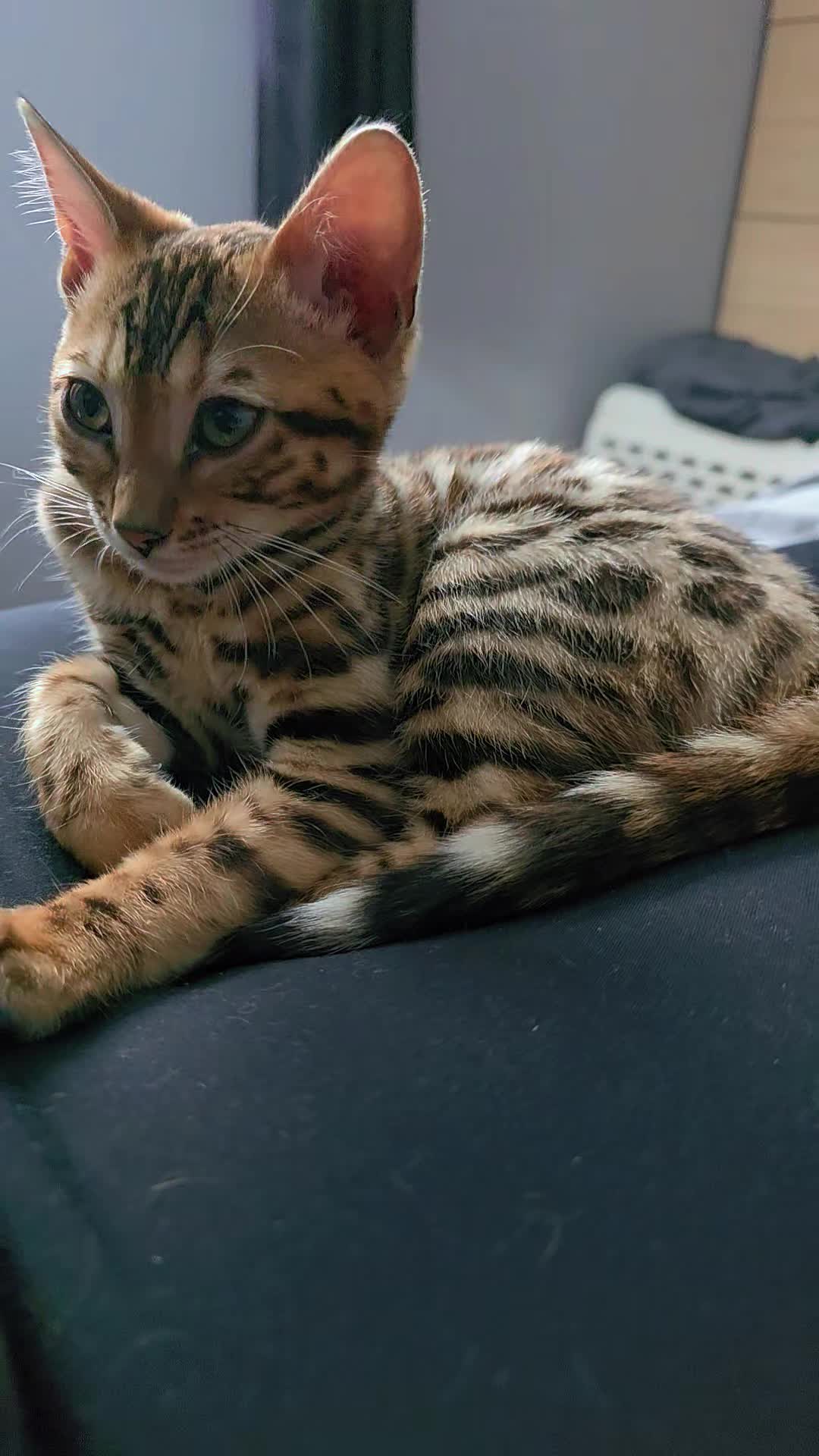 @Cat😺
