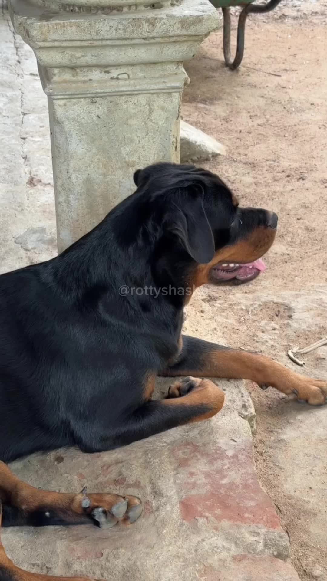 @Rotty shasha