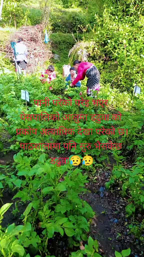 @AR Urmila Chaulagain