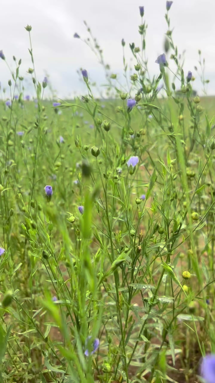 @AgroWoman 👩🏻🌾💚
