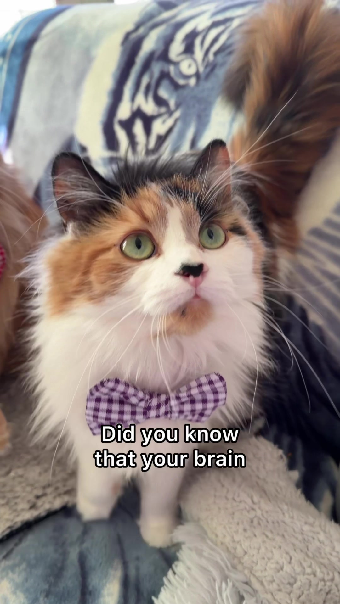 @The Oreo Cat